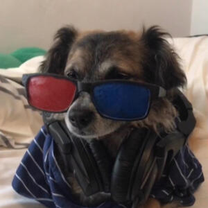 It’s my dog but she is dressed up like Jack Manifold. It is very pog